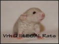 † Quality of Life ILLEGAL Rats (Q1)